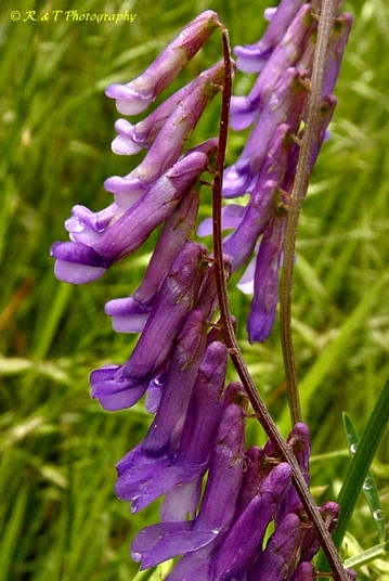 {Vicia villosa}